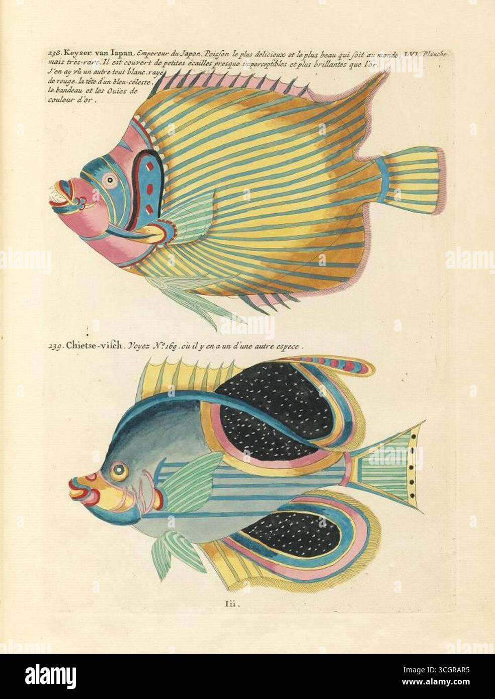Illustrazione colorata a mano da Poissons, Ecrevisses et Crabes di Louis Renard (edizione 1719, 1754), la prima pubblicazione a colori conosciuta sui pesci. Questo piatto raffigura due specie esotiche: "Keyser van Japan" (Imperatore del Giappone), descritto come uno dei pesci più belli e rari con scaglie scintillanti come l'oro, e "Chieste-visch", una specie fantastica con motivi audaci e gioiello e pinne elaborate. Foto Stock