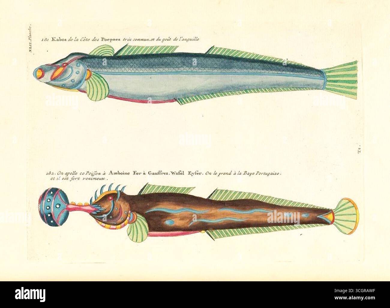 Illustrazione colorata a mano da Poissons, Ecrevisses et Crabes di Louis Renard (edizione 1719, 1754), la prima pubblicazione a colori conosciuta sui pesci. Questo piatto raffigura due specie fantastiche provenienti dalle Indie orientali: "Kabos de la Côte des Poeroes", un pesce allungato simile a un'anguilla, e una sorprendente specie ornamentale di Amboina, chiamata umoristicamente "Fer à Gaufres", con motivi vivaci e insoliti ornamenti della testa. Foto Stock