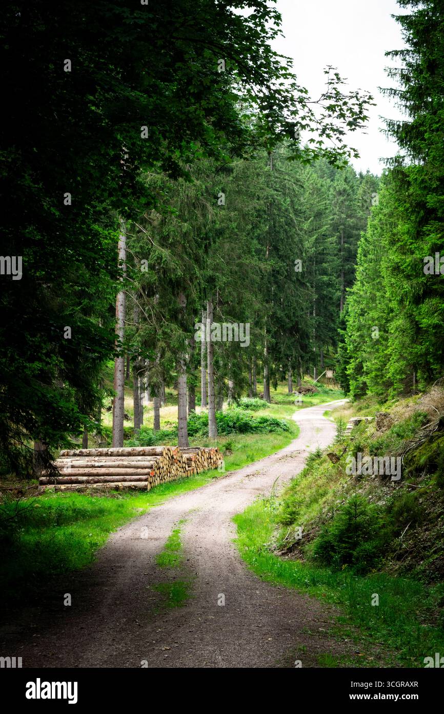 Sentiero forestale curvo con tronchi impilati lungo il sentiero, circondato da lussureggianti alberi verdi e dall'atmosfera tranquilla del bosco. Foto Stock Sentiero forestale curvo con tronchi impilati lungo il sentiero, circondato da lussureggianti alberi verdi e dall'atmosfera tranquilla del bosco. Foto Stock