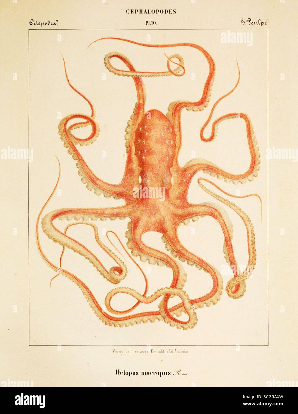 Cromolitografia colorata a mano da Céphalopodes de la Méditerranée (1851) di Jean Baptiste Vérany, raffigurante Octopus macropus, noto anche come polpo macchiato di bianco. Questa illustrazione scientifica del XIX secolo mette in evidenza l'anatomia dettagliata e i tentacoli fluenti del cefalopode, combinando eleganza artistica con precisione zoologica. Foto Stock