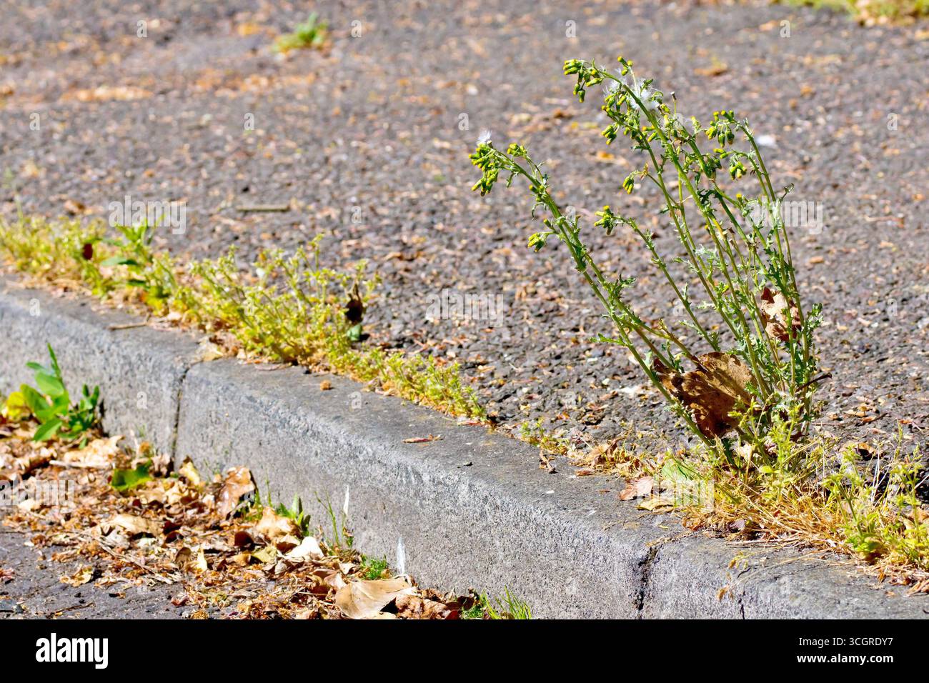Primo piano di Groundsel (senecio vulgaris) e di varie altre erbacce che crescono nelle crepe di un vecchio e poco usato marciapiede. Foto Stock Primo piano di Groundsel (senecio vulgaris) e di varie altre erbacce che crescono nelle crepe di un vecchio e poco usato marciapiede. Foto Stock