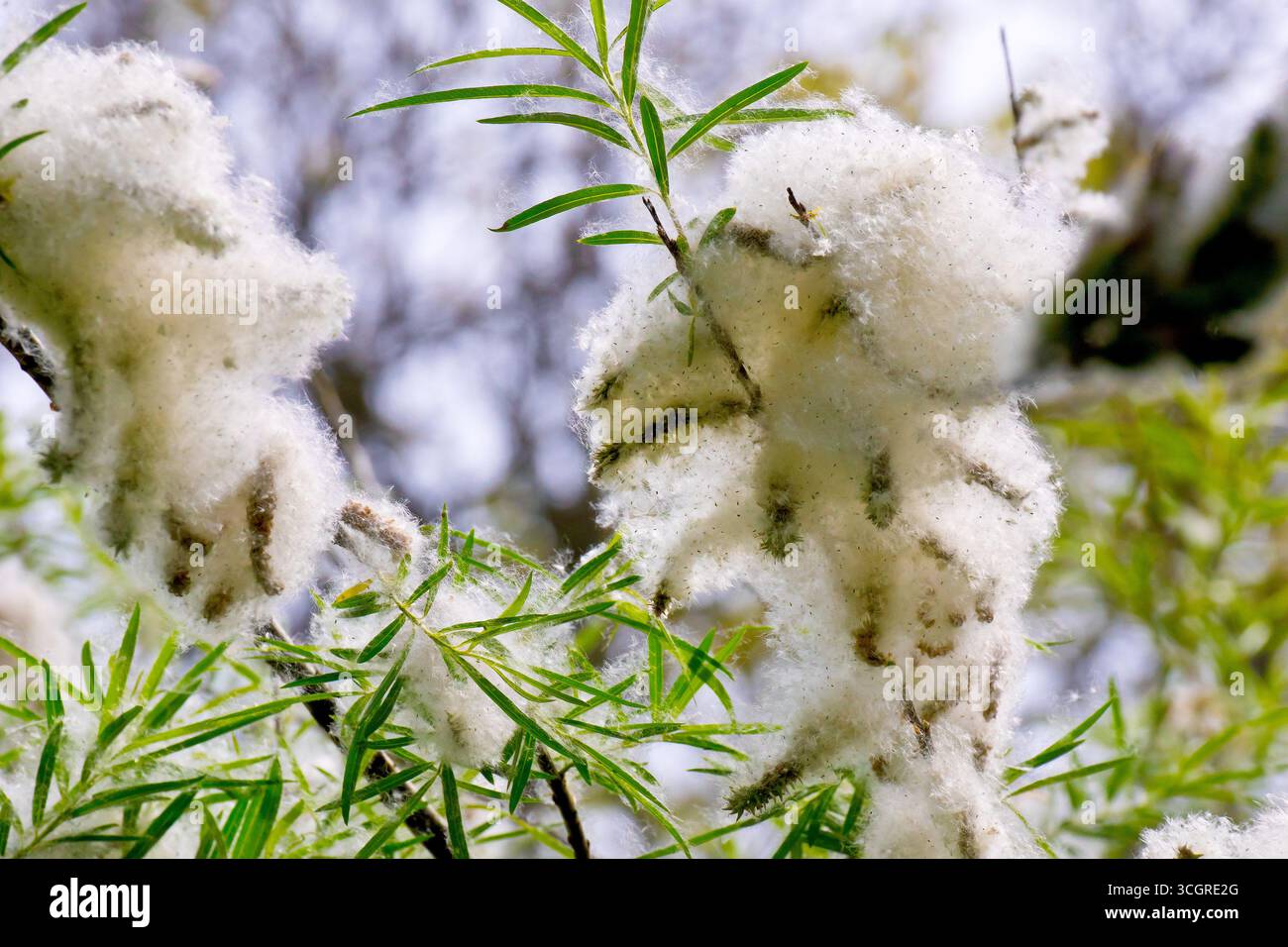 Salice (salix), da vicino che mostra la massa di semi morbidi e pelosi rilasciati dai podi di seme di un albero femminile, da disperdere dal vento in primavera. Foto Stock