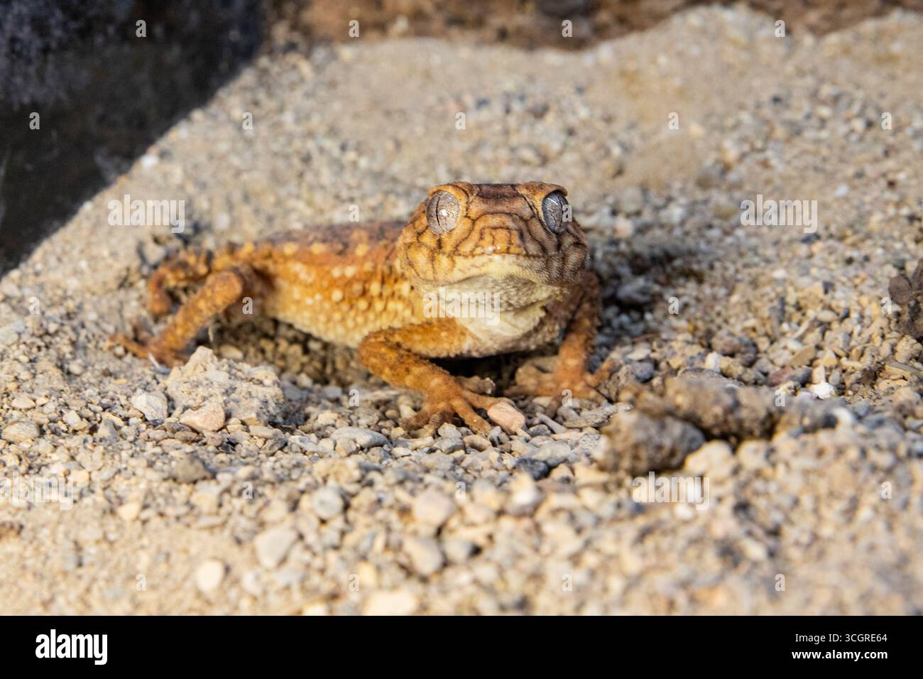 Exotic Knob Tailed Gecko riposa su Sandy Ground. Sorrisi di Lizard Foto Stock