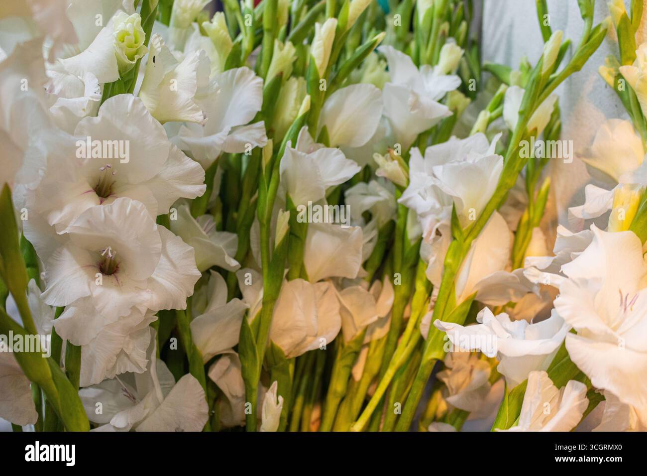 il gladiolus bianco puro fiorisce con uno sfondo verde. Foto Stock
