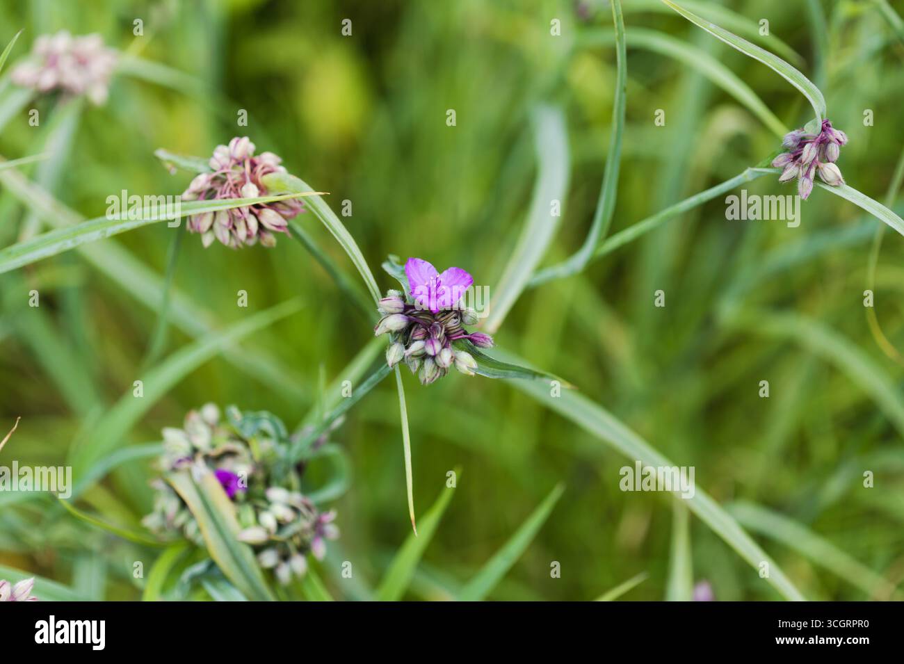 Fioritura di Tradescantia virginiana, verga della Virginia, sfondo naturale macro floreale Foto Stock