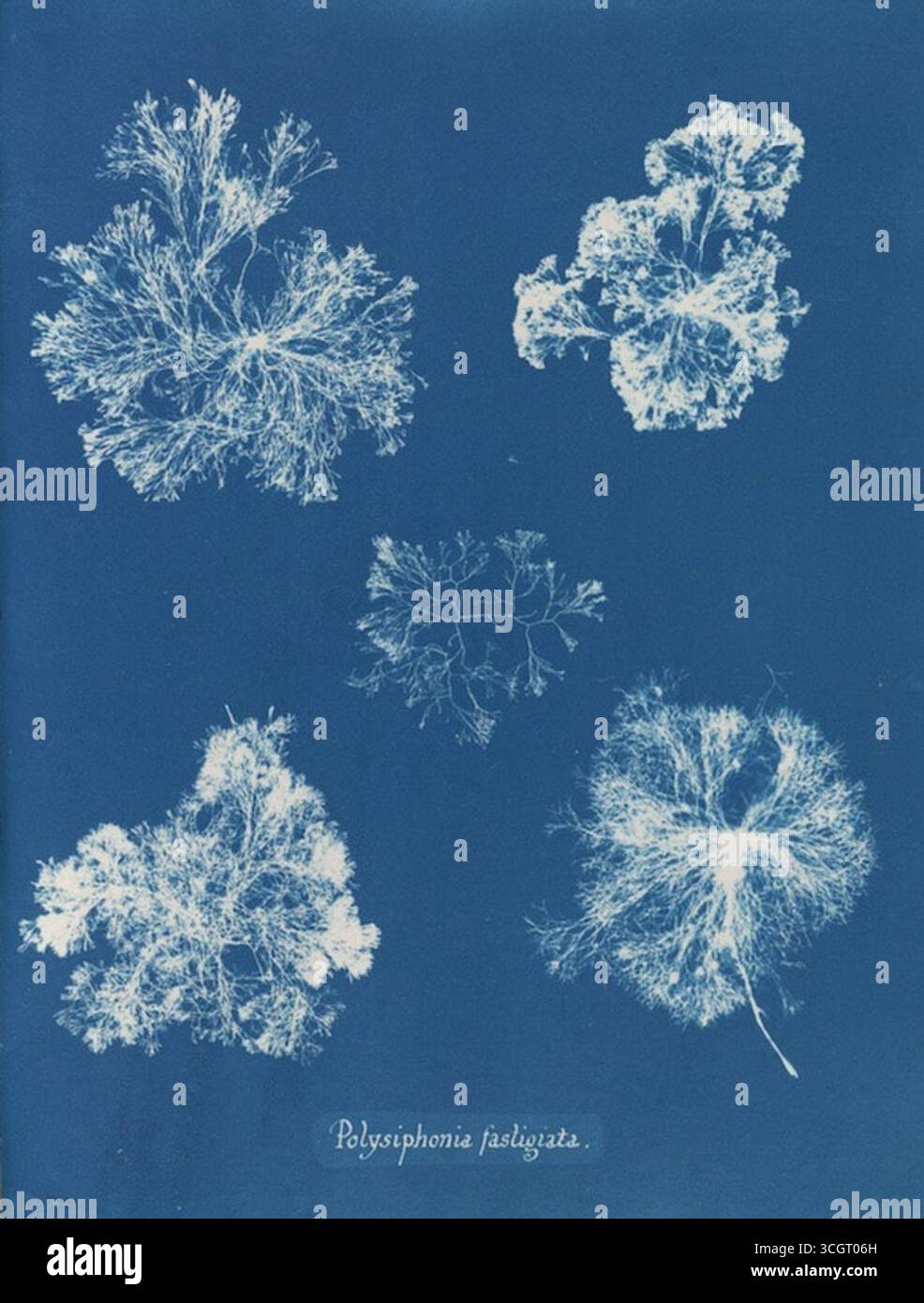 Polisifonia fastigiata. Cyanotype from Photographs of British Algae: Cyanotype Impressions (1843) di Anna Atkins. Questo fotogramma cattura le delicate strutture ramificate delle alghe marine rosse, disposte in più esemplari che ne sottolineano la forma fine e piuma sullo sfondo ciano. Foto Stock