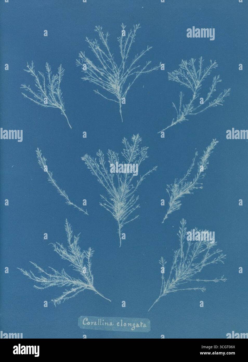 Corallina elongata. Cyanotype from Photographs of British Algae: Cyanotype Impressions (1843) di Anna Atkins. Questa delicata stampa di alghe cattura le forme ramificate di corallo delle specie di alghe rosse in bianco luminoso su sfondo blu prussiano. Foto Stock