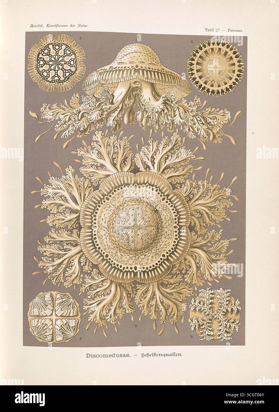 Discomedusae - Scheibenquallen. Illustrazione litografica di meduse (sei viste), dal Kunstformen der Natur di Ernst Haeckel (forme d'arte della natura). Opera di Ernst Haeckel (1834-1919), litografia di Adolf Giltsch (1852-1911). Pubblicato all'inizio del XX secolo. Foto Stock