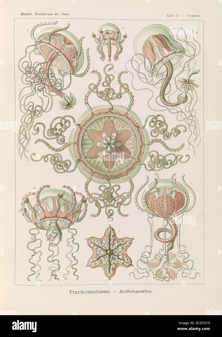 Trachomedusae – illustrazione di meduse (Kolbenquallen) di Ernst Haeckel, che mostra la loro simmetria radiale, i delicati tentacoli e le strutture ornate. Litografia di Adolf Giltsch, XIX secolo. Foto Stock