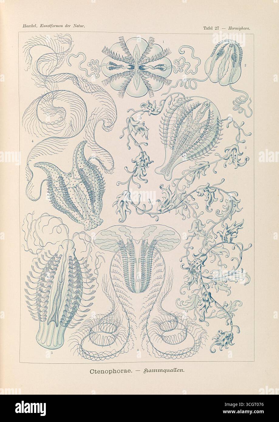 Ctenophorae – illustrazione delle gelatine combinate (Kammquallen) di Ernst Haeckel, con forme dettagliate che evidenziano i loro corpi traslucidi e la simmetria radiale. Litografia di Adolf Giltsch, XIX secolo. Foto Stock