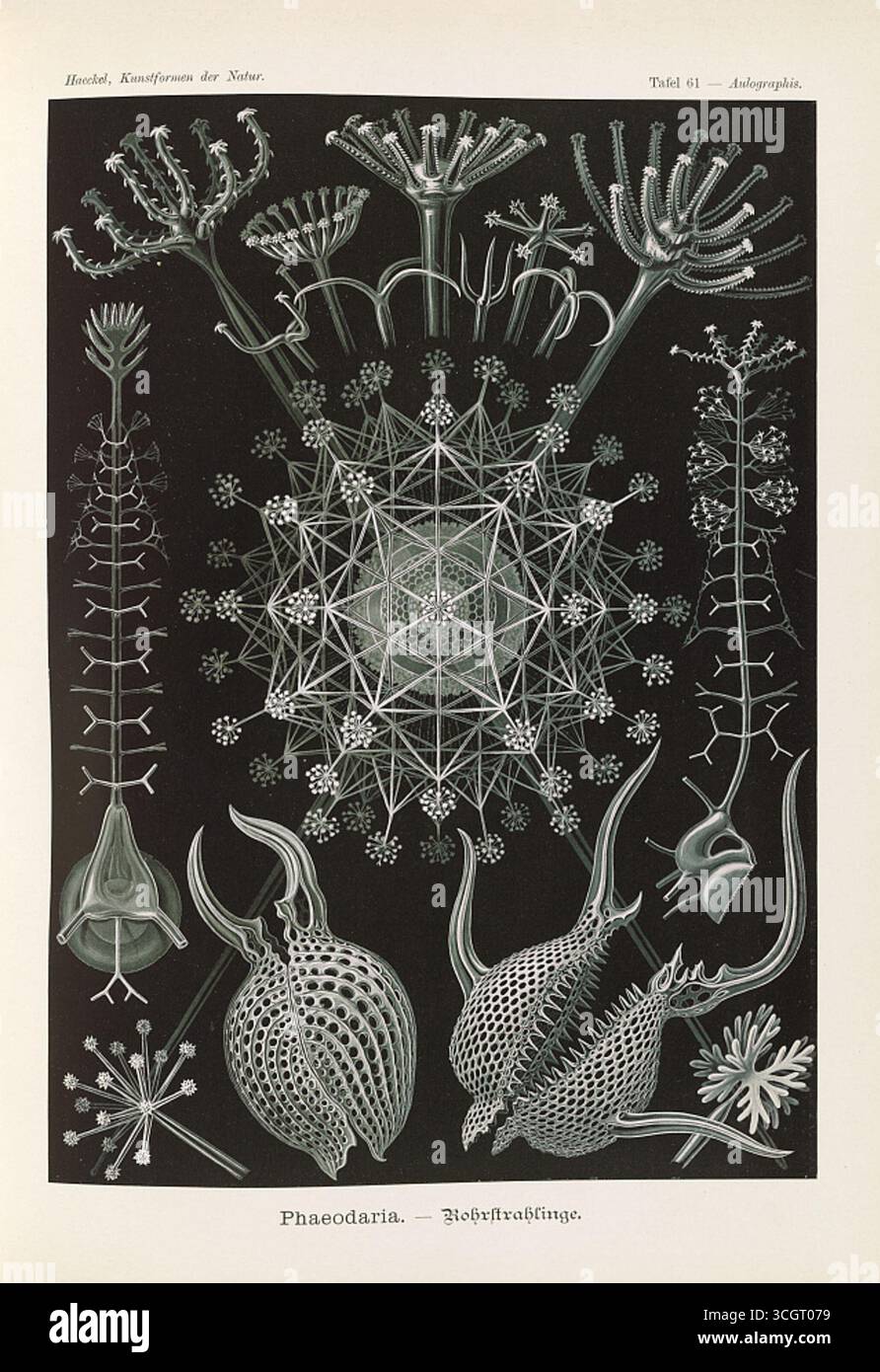 Phaeodaria - Rohrstrahlinge. Illustrazione di Faeodaria, un gruppo di radiolari marini con intricati scheletri di silice, che mostrano delicata simmetria radiale e elaborate forme geometriche. Dal Kunstformen der Natur di Ernst Haeckel. Opera di Ernst Haeckel (1834-1919), litografia di Adolf Giltsch (1852-1911). Foto Stock