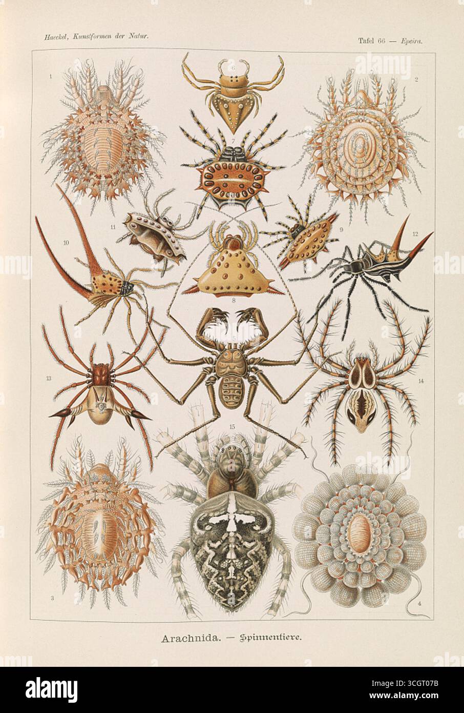 Arachnida – illustrazione dei ragni (Spinnentiere) di Ernst Haeckel, che mostra schemi intricati, strutture corporee e diverse specie. Litografia di Adolf Giltsch, XIX secolo. Foto Stock