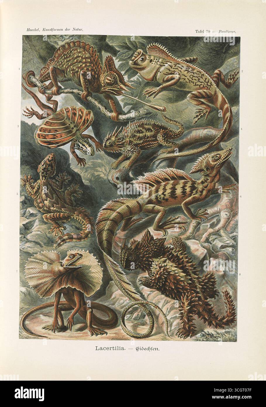 Lacertilia - Eidechsen. Illustrazione litografica a colori di corytophanide e lucertole correlate, compresi camaleonti, basilischi e lucertole fritte, dal Kunstformen der Natur di Ernst Haeckel. Opera di Ernst Haeckel (1834-1919), litografia di Adolf Giltsch (1852-1911). Pubblicato all'inizio del XX secolo. Foto Stock