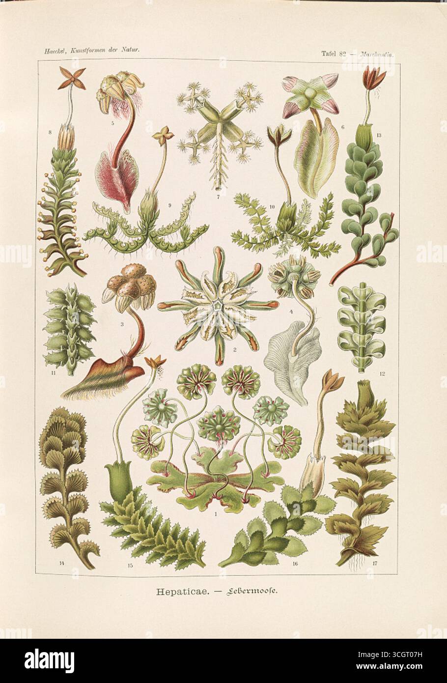 Hepaticae - Lebermoose. Illustrazione litografica dettagliata delle ververdura, tratta dal Kunstformen der Natur di Ernst Haeckel (forme artistiche della natura). Opera di Ernst Haeckel (1834-1919), litografia di Adolf Giltsch (1852-1911). Pubblicato all'inizio del XX secolo. Foto Stock