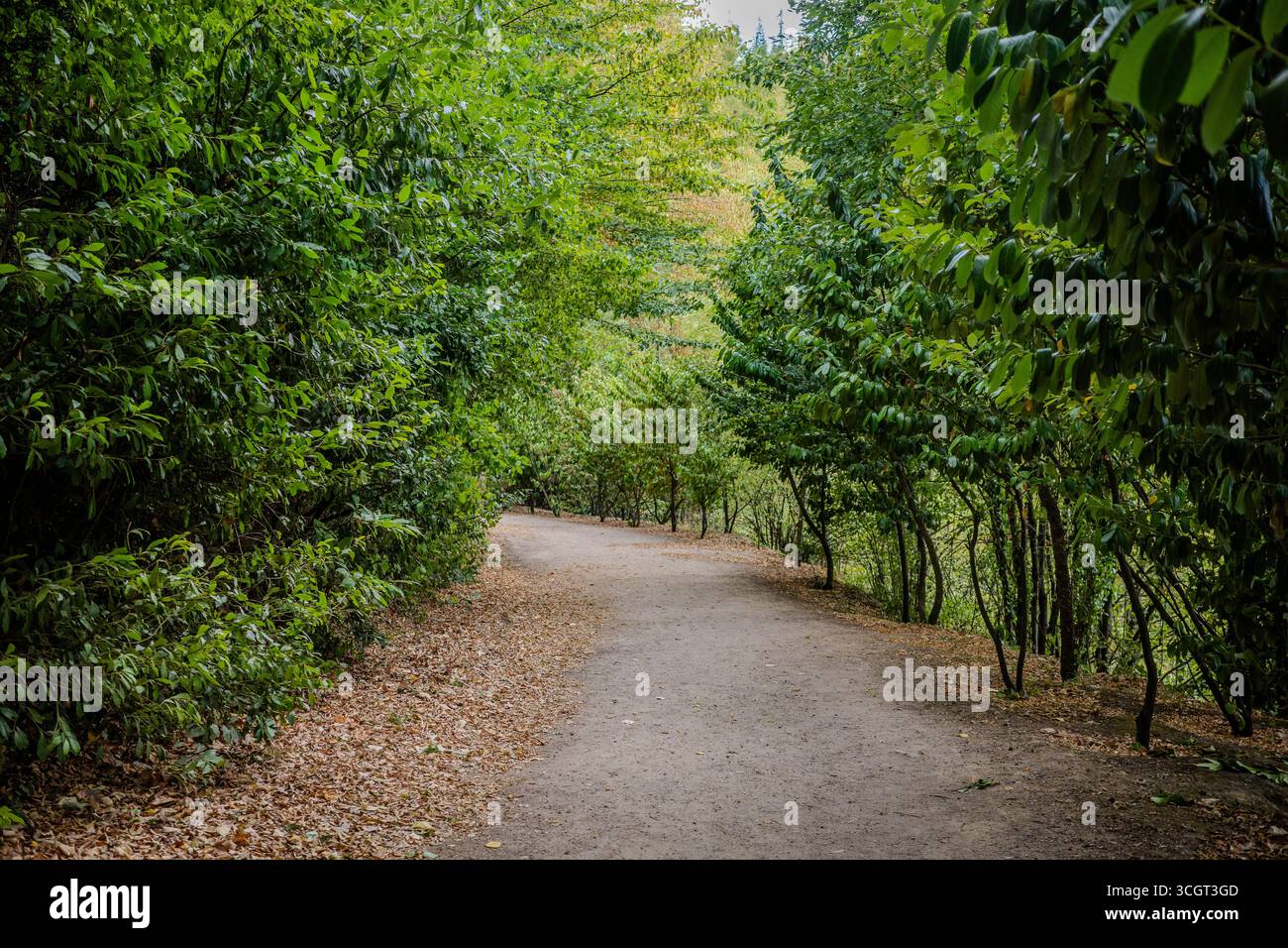 Un sentiero sterrato si snoda attraverso fitti boschi verdi a Başiskele, Kocaeli, Turchia. Alberi e vegetazione naturale creano un tranquillo sentiero ombreggiato Foto Stock