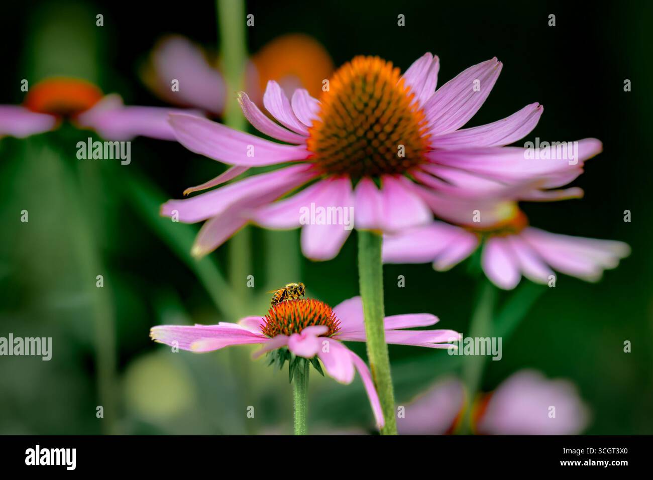 Ape su fiore di Echinacea Foto Stock