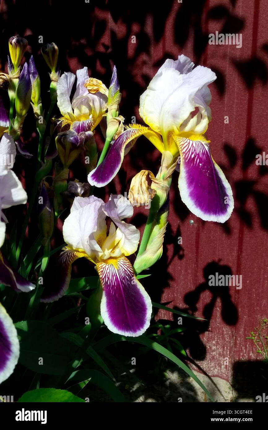 Un gruppo di fiori di Iris viola mostra vivaci petali con motivi delicati mentre proietta ombre morbide su una recinzione rossa alla luce del giorno. Foto Stock