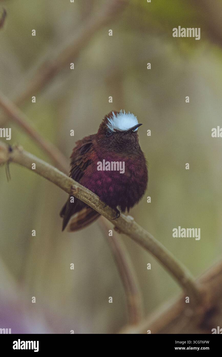 Il colibrì innevato è un piccolo e scintillante uccello dell'America centrale, chiamato per la sua brillante corona bianca e conosciuto per il suo volo rapido e i colori vivaci Foto Stock