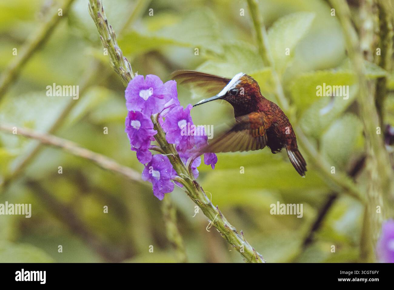 Il colibrì innevato è un piccolo e scintillante uccello dell'America centrale, chiamato per la sua brillante corona bianca e conosciuto per il suo volo rapido e i colori vivaci Foto Stock