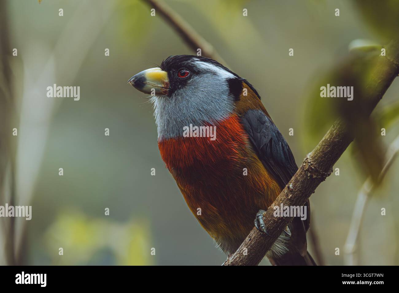 Il toucan barbet è un suggestivo uccello originario delle foreste andine della Colombia e dell'Ecuador, famoso per il suo piumaggio colorato. Foto Stock