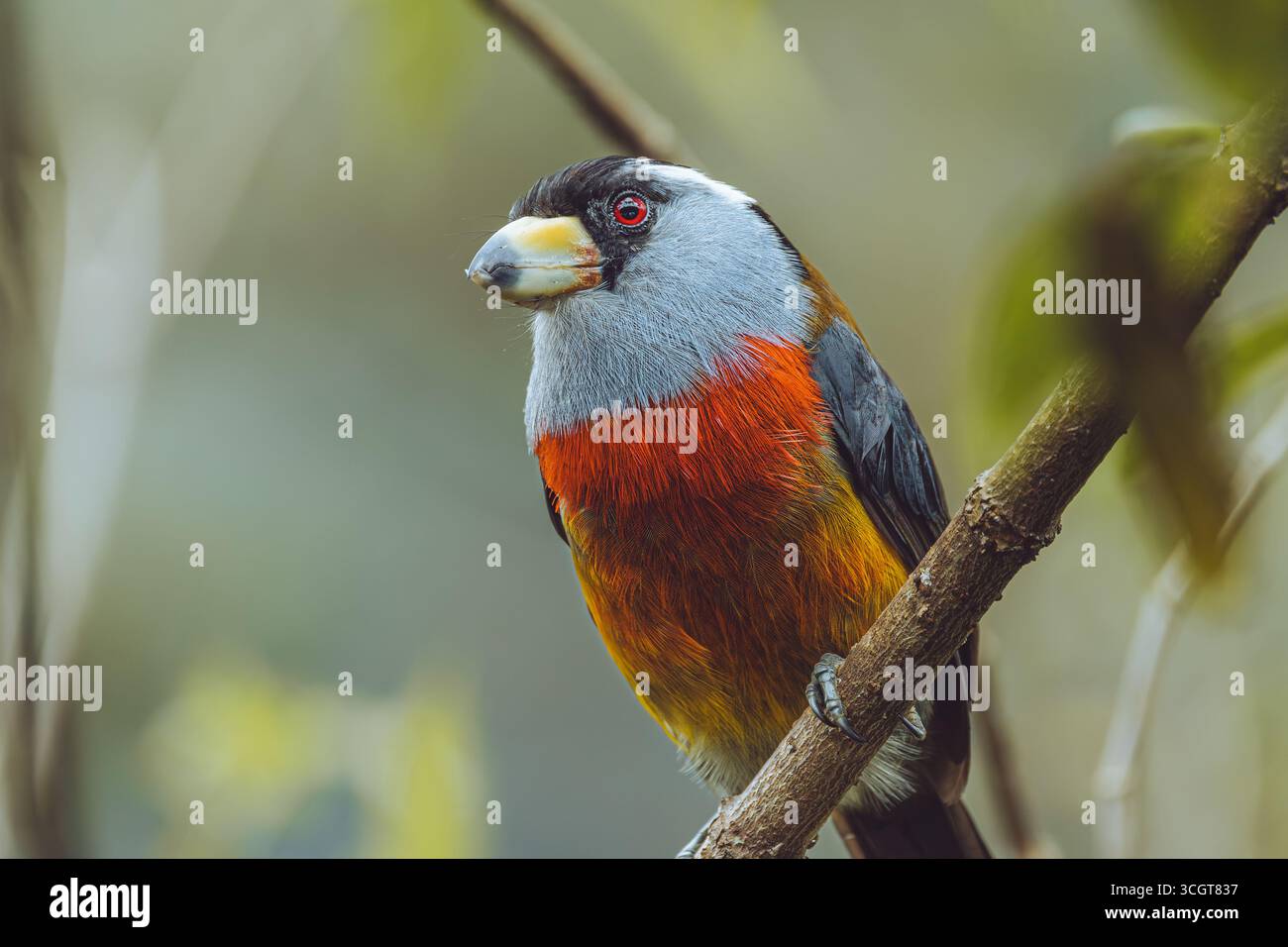 Il toucan barbet è un suggestivo uccello originario delle foreste andine della Colombia e dell'Ecuador, famoso per il suo piumaggio colorato. Foto Stock