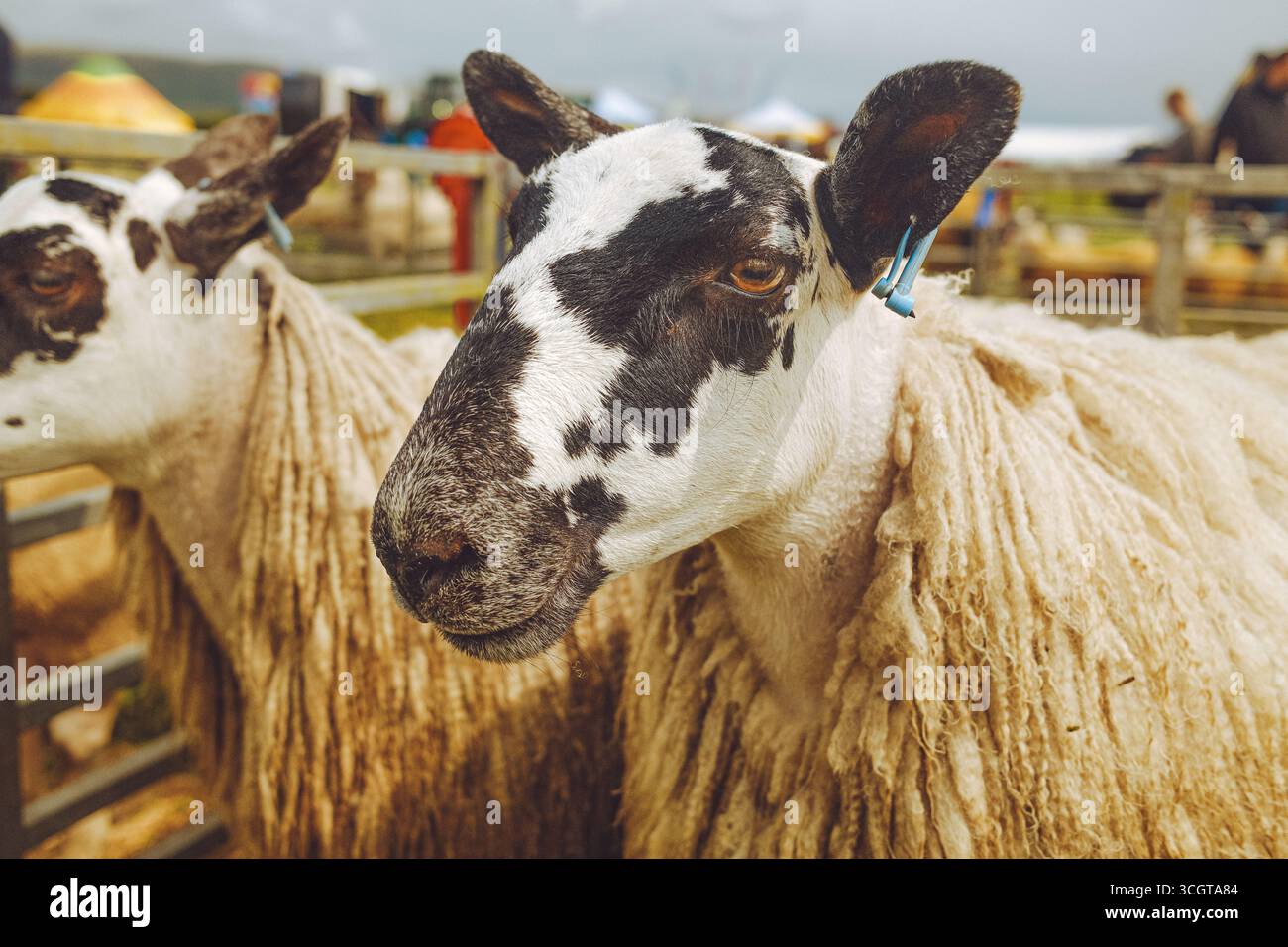 Mostre di bestiame Foto Stock