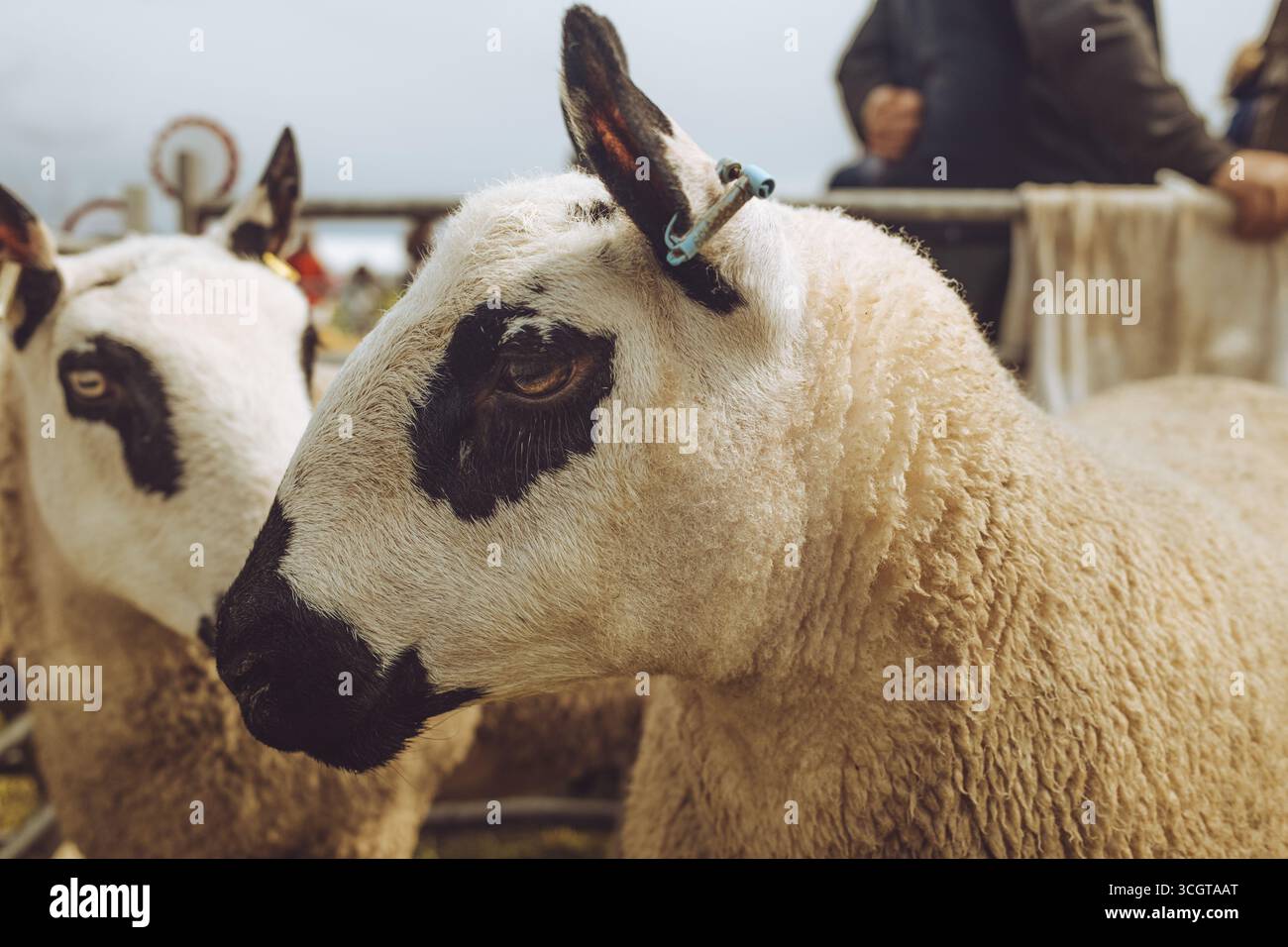 Mostre di bestiame Foto Stock