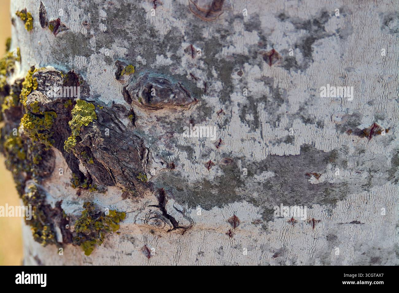 Primo piano dettagliato della corteccia di un albero, che mostra la sua consistenza ruvida in sfumature di bianco e grigio. Nelle fessure cresce muschio verde e giallo. Foto Stock