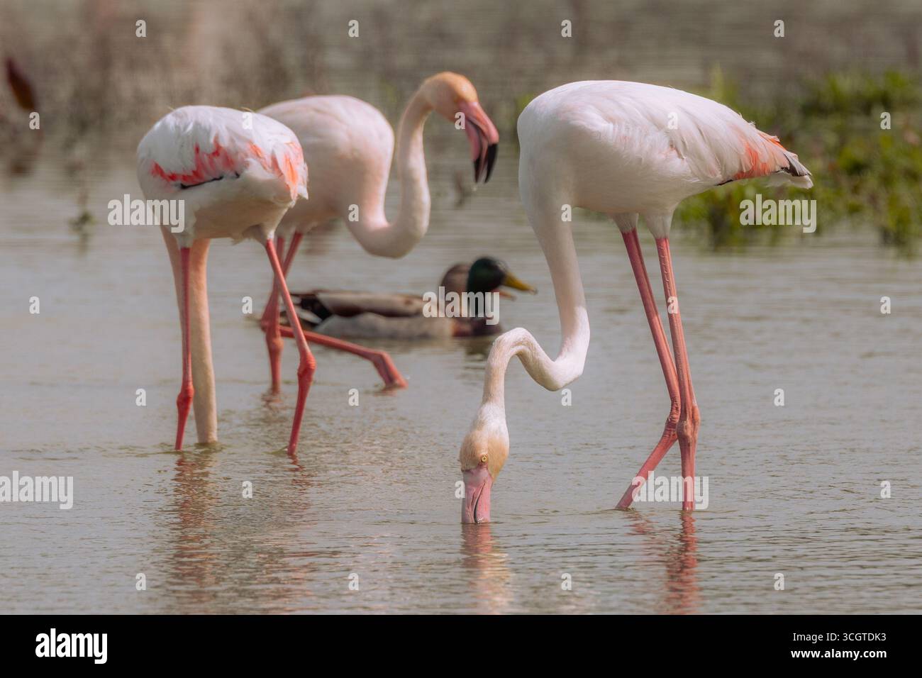 I fenicotteri spagnoli abbelliscono le zone umide come Fuente de Piedra, mostrando piumaggio rosa, pose eleganti e mostre di gruppo sincronizzate. Foto Stock