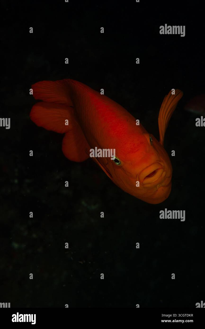 La fotografia subacquea della foresta di alghe rivela un magico mondo di fronde ondeggianti, vita marina nascosta e luce eterea sotto le onde. Foto Stock