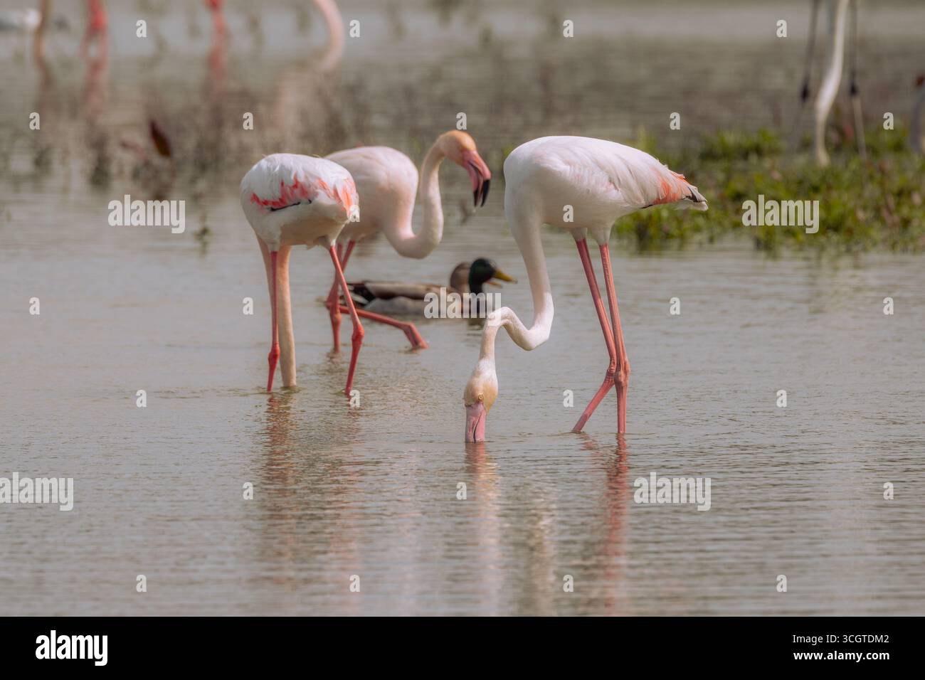 I fenicotteri spagnoli abbelliscono le zone umide come Fuente de Piedra, mostrando piumaggio rosa, pose eleganti e mostre di gruppo sincronizzate. Foto Stock