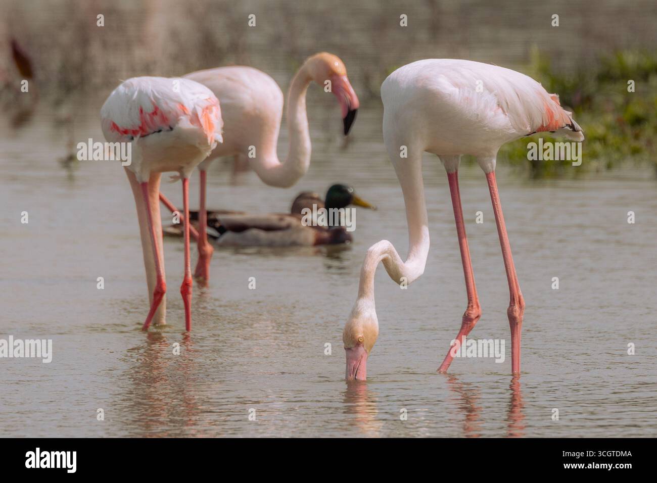 I fenicotteri spagnoli abbelliscono le zone umide come Fuente de Piedra, mostrando piumaggio rosa, pose eleganti e mostre di gruppo sincronizzate. Foto Stock