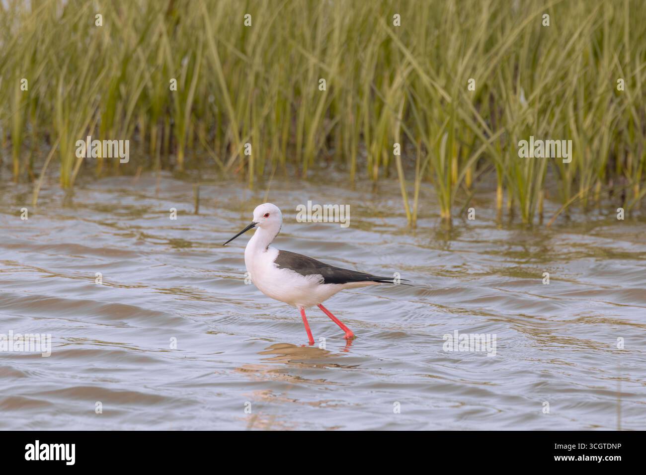 I fenicotteri spagnoli abbelliscono le zone umide come Fuente de Piedra, mostrando piumaggio rosa, pose eleganti e mostre di gruppo sincronizzate. Foto Stock