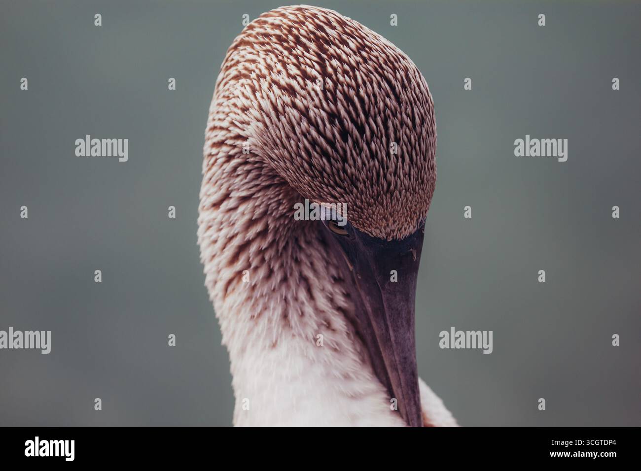 Le tette dai piedi blu, note per i loro piedi azzurri e la stravagante danza di accoppiamento, sono affascinanti uccelli marini nativi delle isole Galápagos. Foto Stock