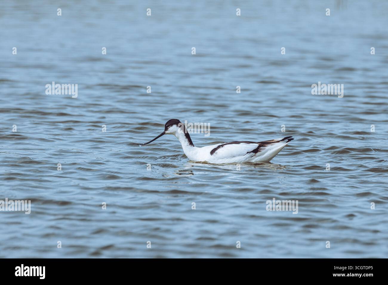 I fenicotteri spagnoli abbelliscono le zone umide come Fuente de Piedra, mostrando piumaggio rosa, pose eleganti e mostre di gruppo sincronizzate. Foto Stock