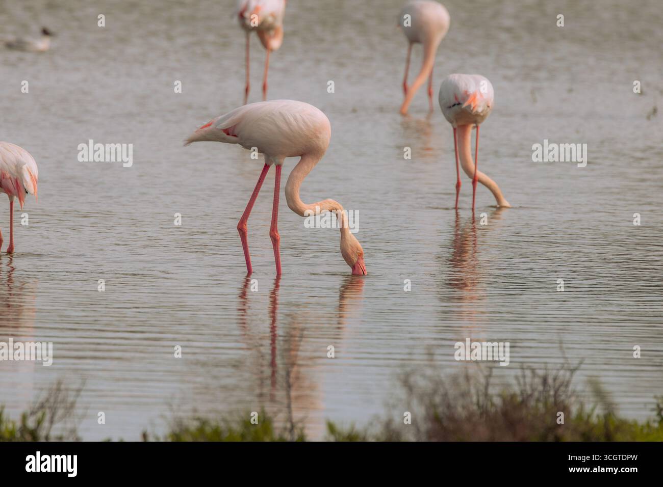 I fenicotteri spagnoli abbelliscono le zone umide come Fuente de Piedra, mostrando piumaggio rosa, pose eleganti e mostre di gruppo sincronizzate. Foto Stock