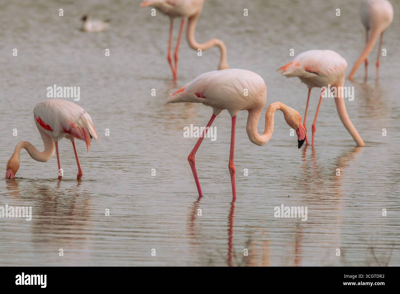 I fenicotteri spagnoli abbelliscono le zone umide come Fuente de Piedra, mostrando piumaggio rosa, pose eleganti e mostre di gruppo sincronizzate. Foto Stock