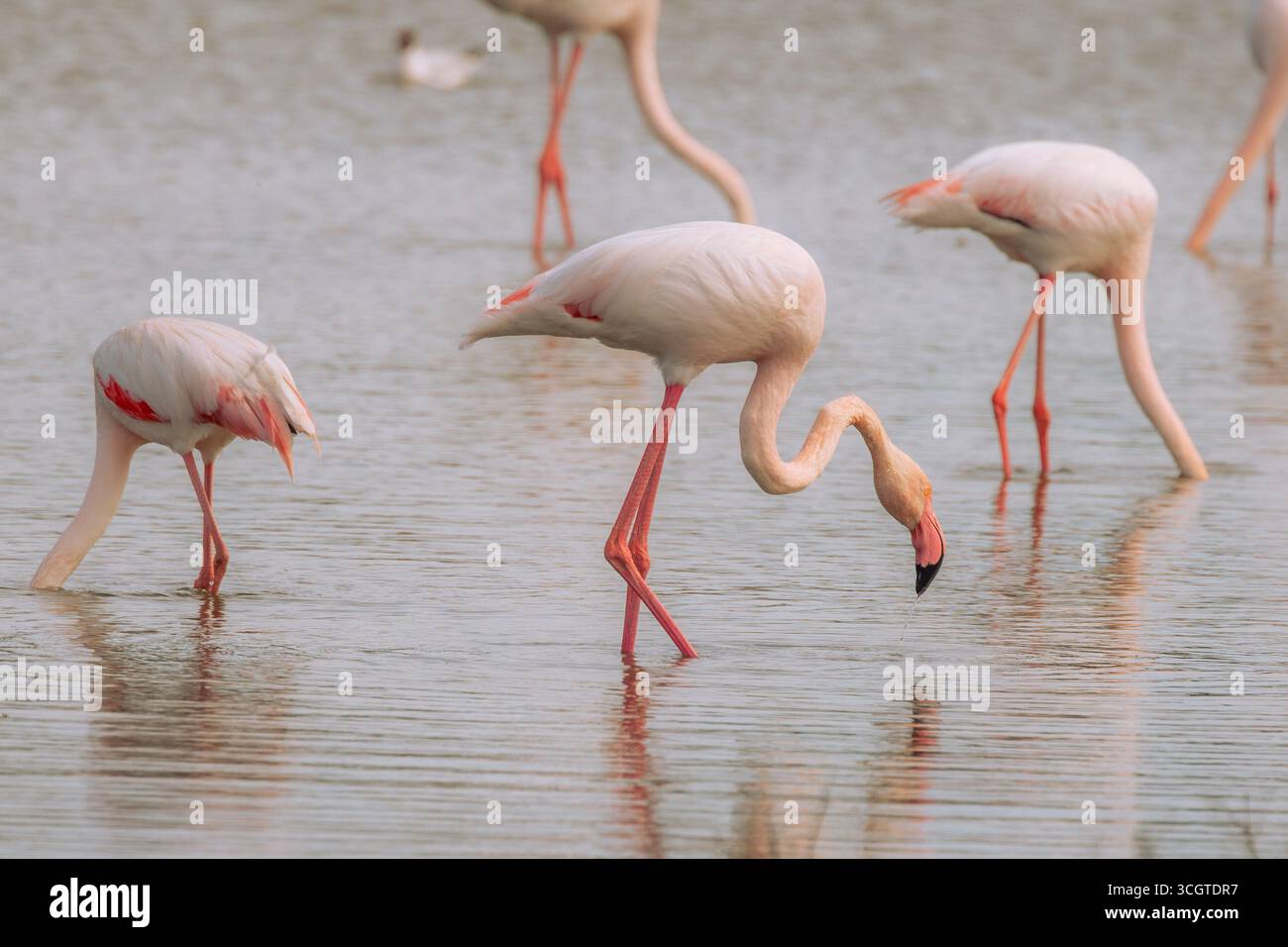 I fenicotteri spagnoli abbelliscono le zone umide come Fuente de Piedra, mostrando piumaggio rosa, pose eleganti e mostre di gruppo sincronizzate. Foto Stock