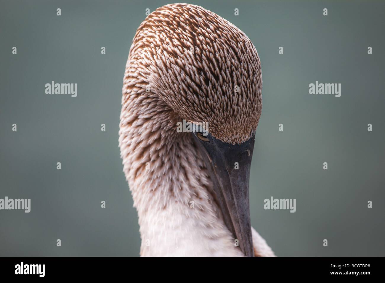 Le tette dai piedi blu, note per i loro piedi azzurri e la stravagante danza di accoppiamento, sono affascinanti uccelli marini nativi delle isole Galápagos. Foto Stock