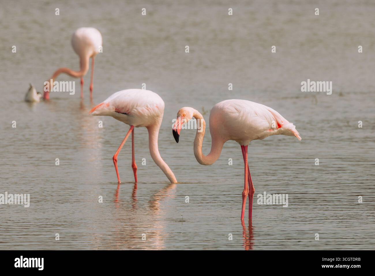 I fenicotteri spagnoli abbelliscono le zone umide come Fuente de Piedra, mostrando piumaggio rosa, pose eleganti e mostre di gruppo sincronizzate. Foto Stock