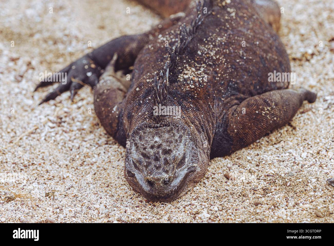 Le iguane marine, che si trovano solo nel Galápagos, sono le uniche lucertole del mondo che nuotano in mare, si crogiolano sulle rocce laviche e si tuffano per le alghe. Foto Stock