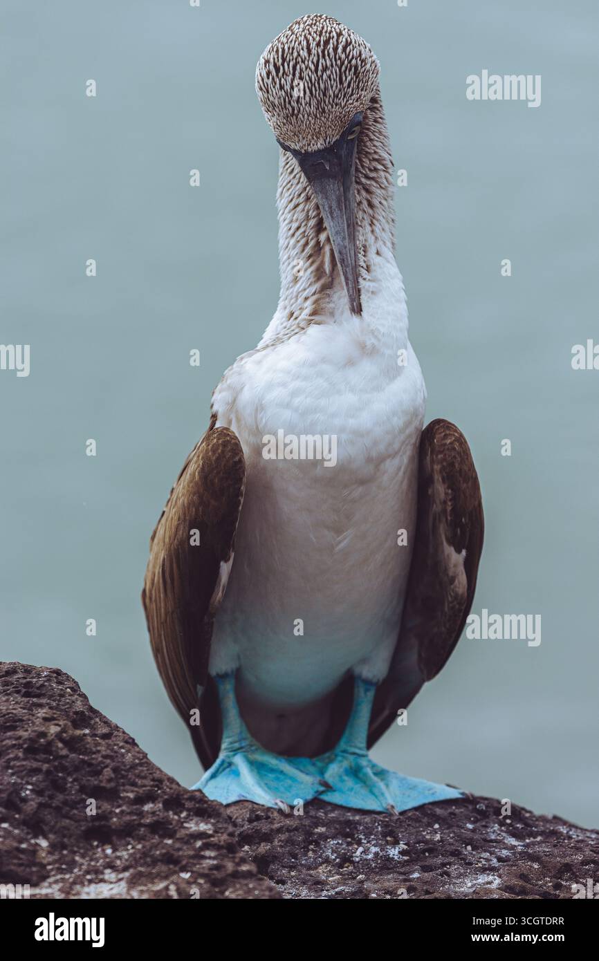 Le tette dai piedi blu, note per i loro piedi azzurri e la stravagante danza di accoppiamento, sono affascinanti uccelli marini nativi delle isole Galápagos. Foto Stock