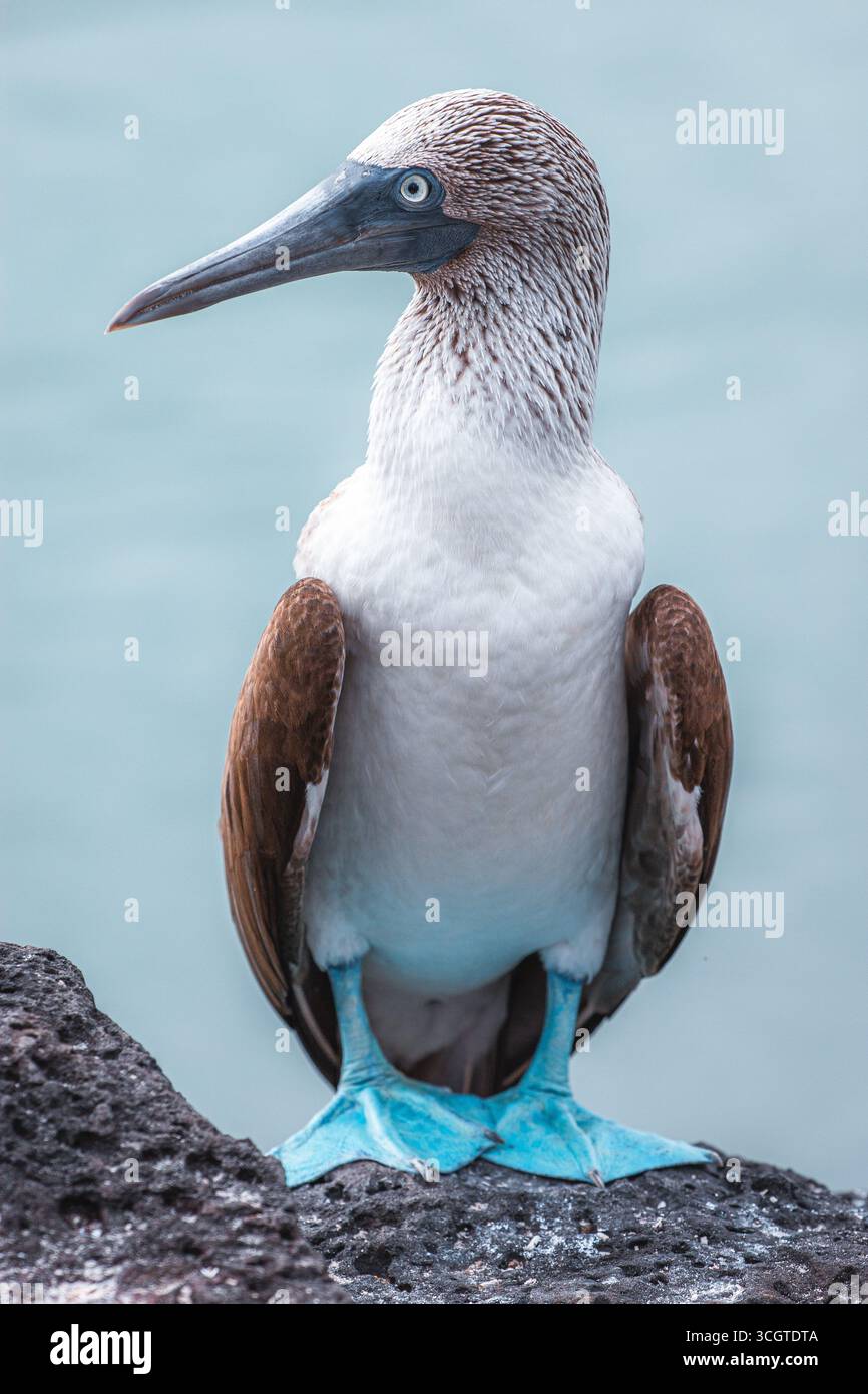 Le tette dai piedi blu, note per i loro piedi azzurri e la stravagante danza di accoppiamento, sono affascinanti uccelli marini nativi delle isole Galápagos. Foto Stock