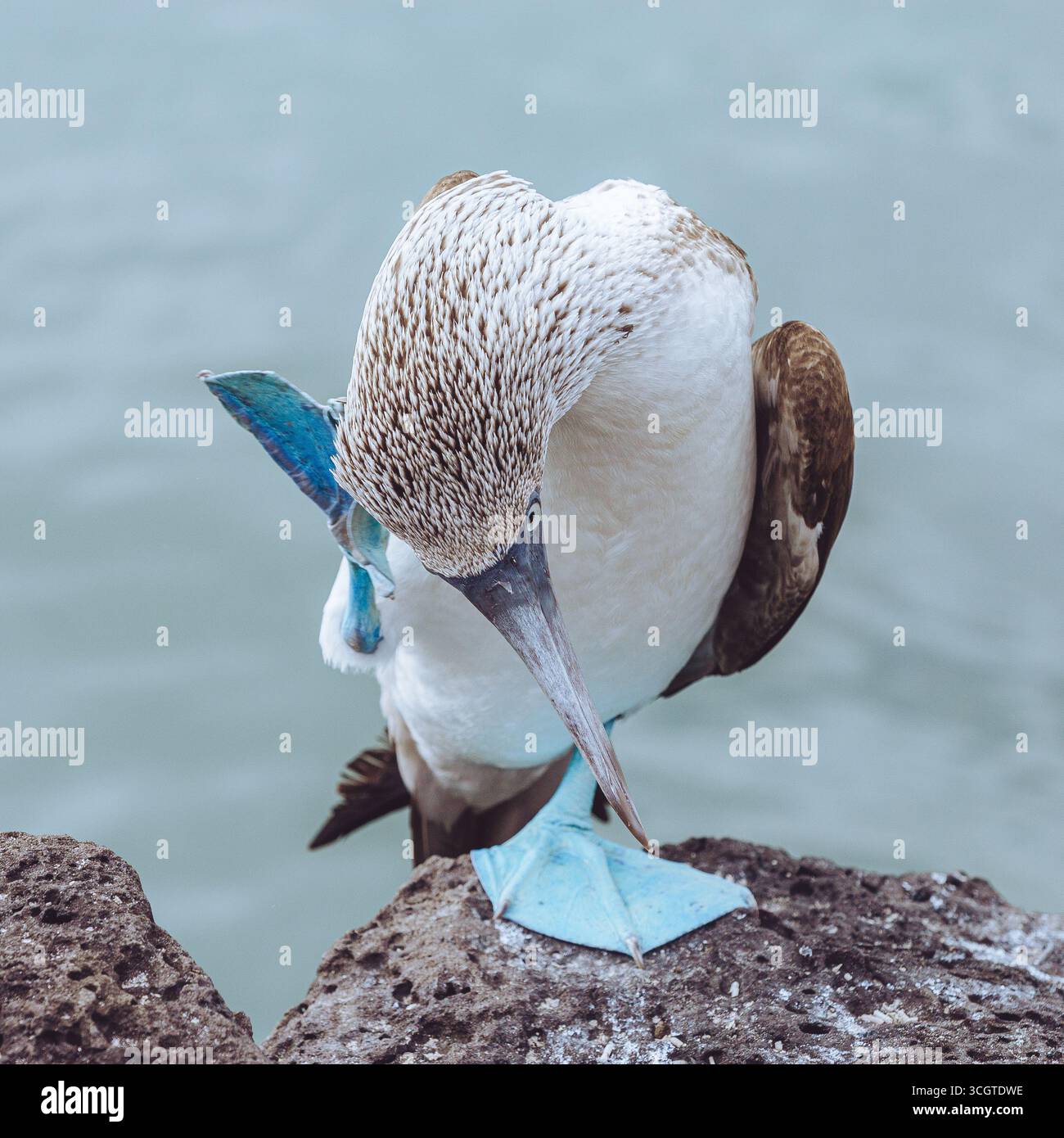 Le tette dai piedi blu, note per i loro piedi azzurri e la stravagante danza di accoppiamento, sono affascinanti uccelli marini nativi delle isole Galápagos. Foto Stock