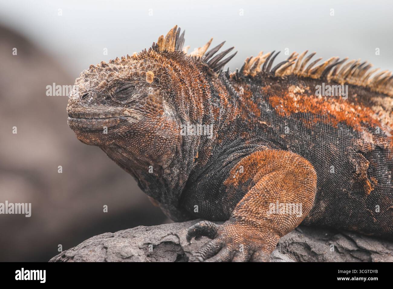Le iguane marine, che si trovano solo nel Galápagos, sono le uniche lucertole del mondo che nuotano in mare, si crogiolano sulle rocce laviche e si tuffano per le alghe. Foto Stock