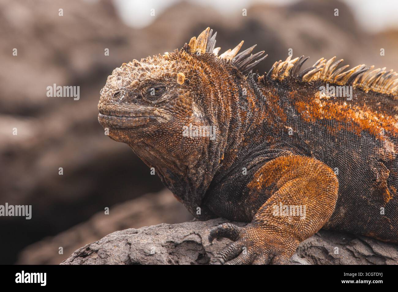 Le iguane marine, che si trovano solo nel Galápagos, sono le uniche lucertole del mondo che nuotano in mare, si crogiolano sulle rocce laviche e si tuffano per le alghe. Foto Stock