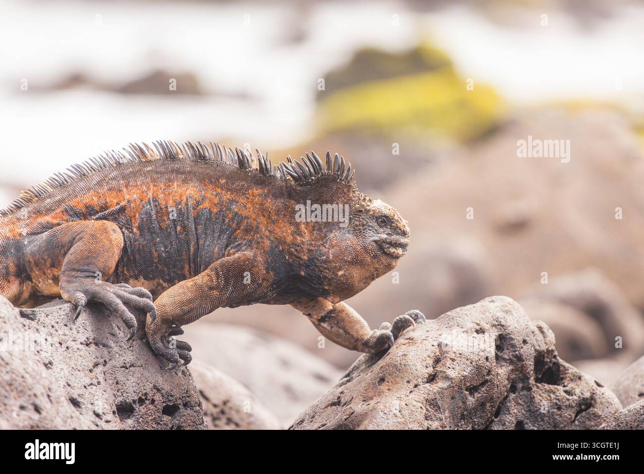 Le iguane marine, che si trovano solo nel Galápagos, sono le uniche lucertole del mondo che nuotano in mare, si crogiolano sulle rocce laviche e si tuffano per le alghe. Foto Stock