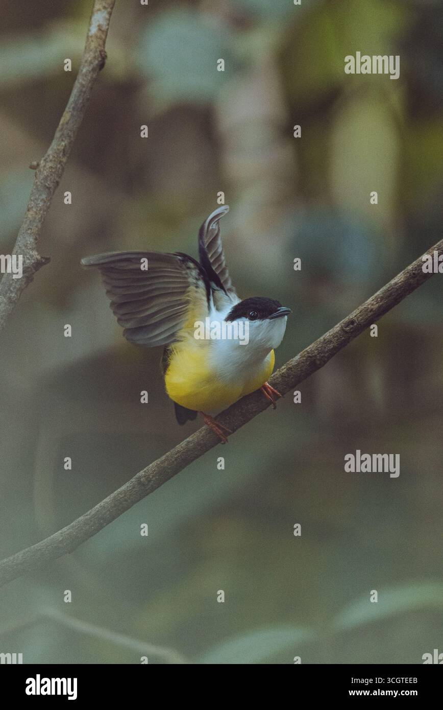 Il manakin dalla gola bianca è un vivace uccello dell'America centrale, noto per il suo piumaggio luminoso e le dimostrazioni di corteggiamento acrobatico nella radura della foresta. Foto Stock