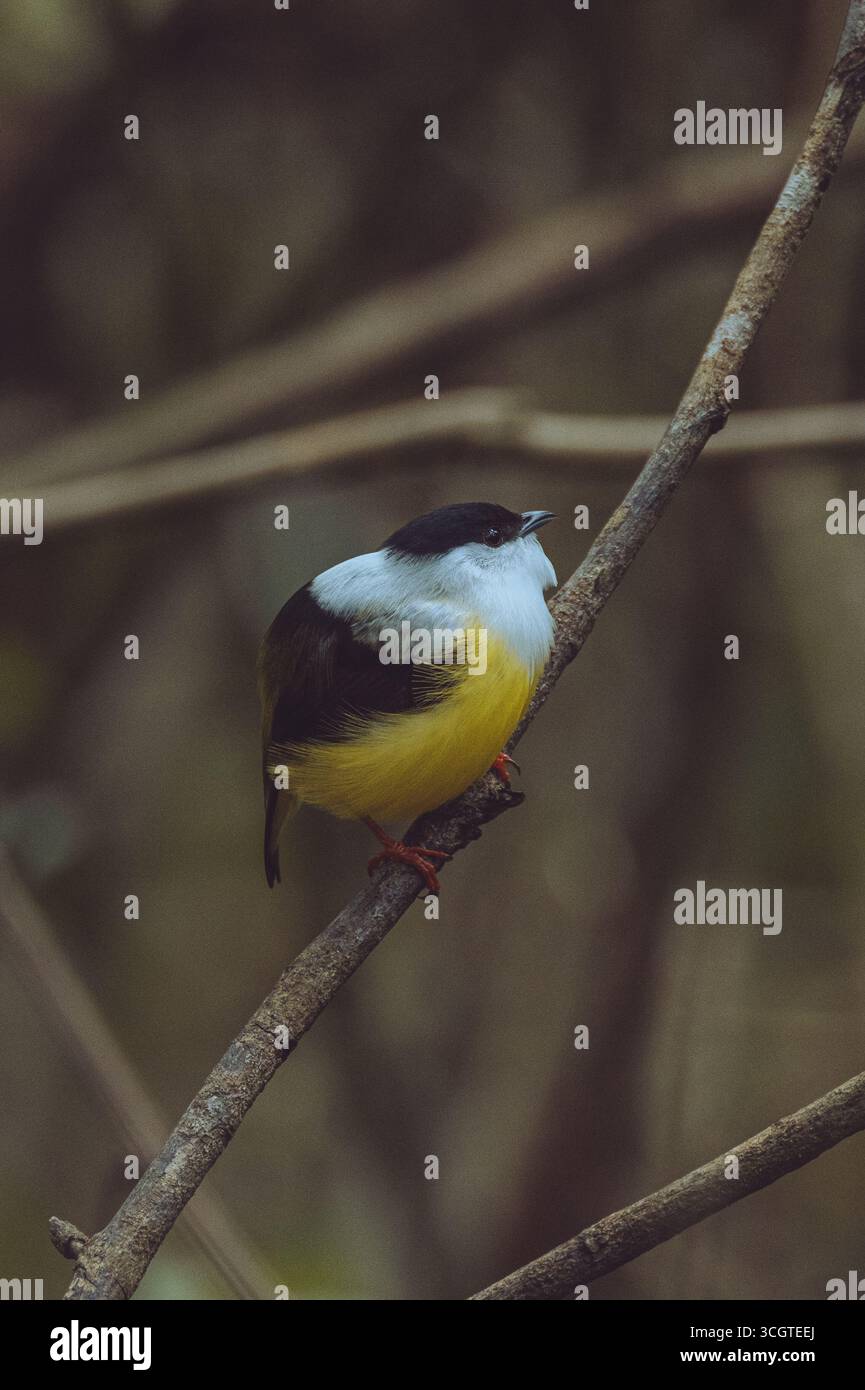 Il manakin dalla gola bianca è un vivace uccello dell'America centrale, noto per il suo piumaggio luminoso e le dimostrazioni di corteggiamento acrobatico nella radura della foresta. Foto Stock