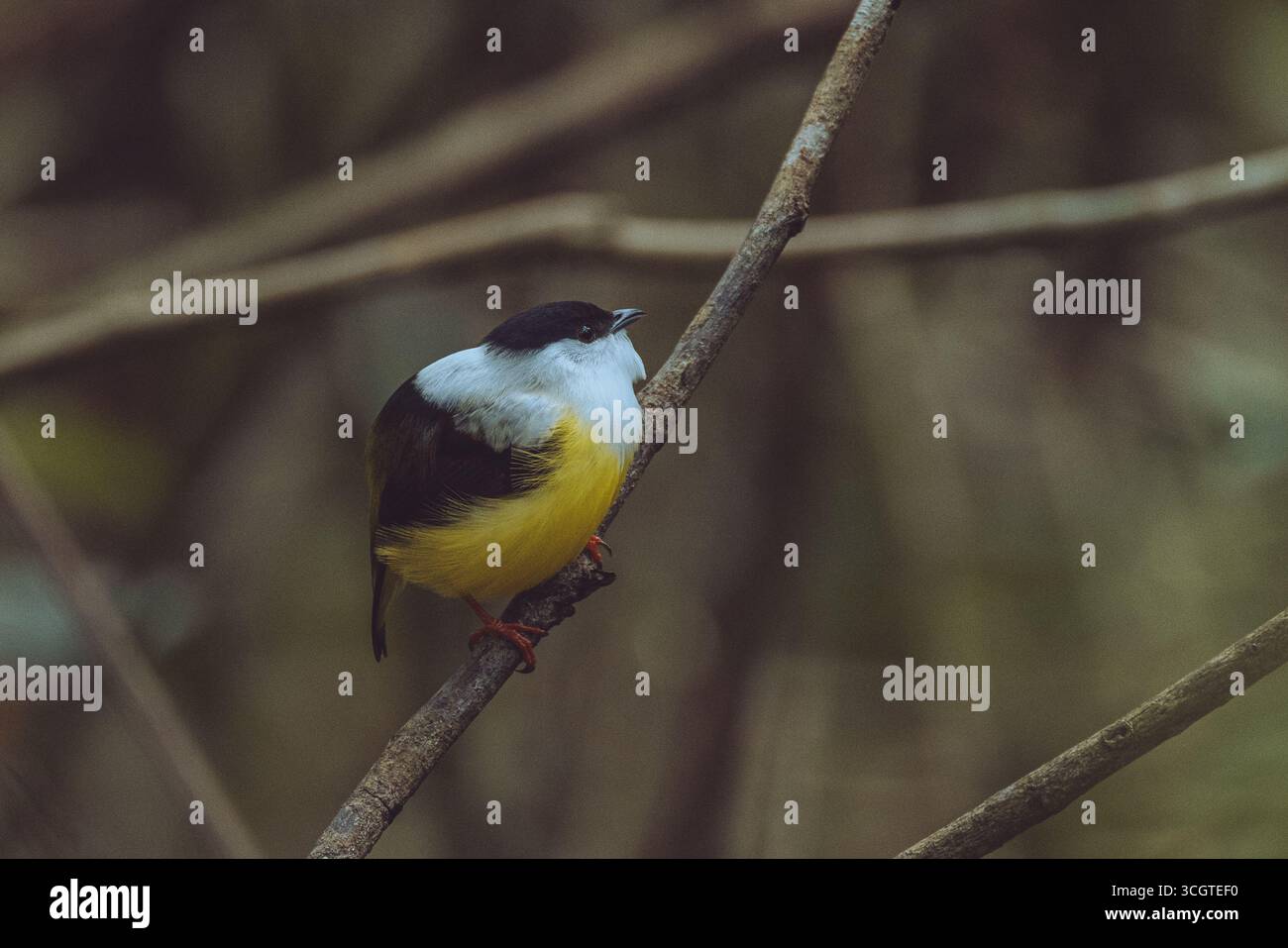 Il manakin dalla gola bianca è un vivace uccello dell'America centrale, noto per il suo piumaggio luminoso e le dimostrazioni di corteggiamento acrobatico nella radura della foresta. Foto Stock